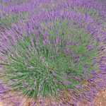 Lavandula × intermedia 'Phenomenal' (Angol levendula)