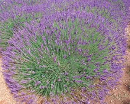 Lavandula × intermedia 'Phenomenal' (Angol levendula)