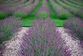 Lavandula × intermedia 'Pure Platinum' (Angol levendula)