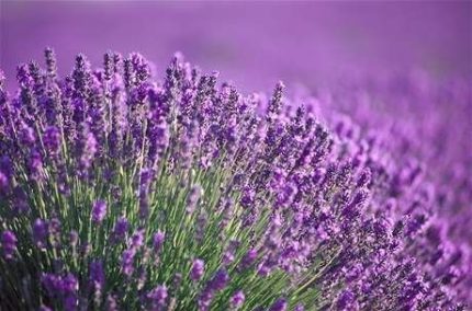 Lavandula angustifolia 'Arabian Nights' (Francia levendula)