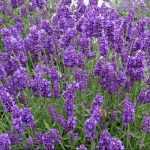 Lavandula angustifolia 'Cedar Blue' (Francia levendula)