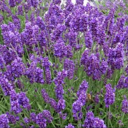Lavandula angustifolia 'Cedar Blue' (Francia levendula)