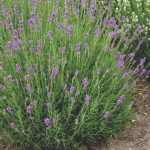 Lavandula angustifolia 'Dwarf Blue' (Francia levendula)