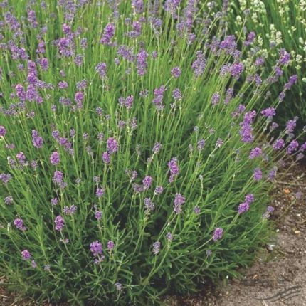 Lavandula angustifolia 'Dwarf Blue' (Francia levendula)