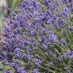Lavandula angustifolia 'Hidcote' (Francia levendula)