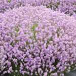 Lavandula angustifolia 'Hidcote Pink' (Francia levendula)