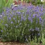 Lavandula angustifolia 'Munstead' (Francia levendula)
