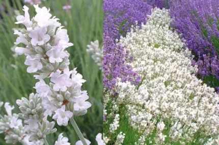 Lavandula angustifolia 'Nana Alba' (Francia levendula)