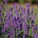 Lavandula angustifolia 'Peter Pan' (Francia levendula)
