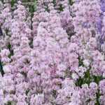 Lavandula angustifolia 'Rosea' (Francia levendula)