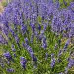 Lavandula angustifolia 'Twickel Purple' (Francia levendula)
