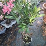 Nerium oleander – Törzses rózsaszín leander
