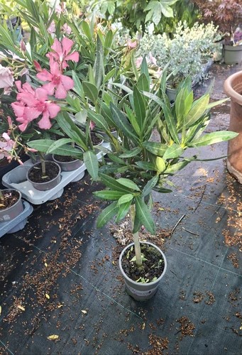 Nerium oleander – Törzses rózsaszín leander