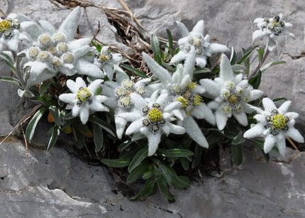 Leontopodium alpinum (Havasi gyopár)