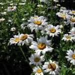 Leucanthemum × superbum 'Becky' (Margaréta)