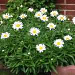 Leucanthemum maximum 'Snow Lady' (Óriás margitvirág)