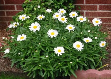 Leucanthemum maximum 'Snow Lady' (Óriás margitvirág)