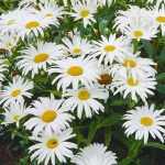 Leucanthemum vulgare 'Maikönigin' (Margaréta)