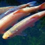 Leuciscus idus orfus - Arany jászkeszeg 12-15 cm