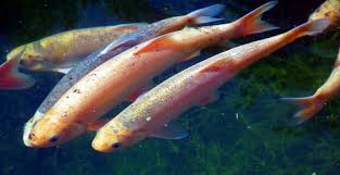 Leuciscus idus orfus - Arany jászkeszeg 12-15 cm