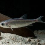 Leuciscus idus orfus blue - kék jászkeszeg kerti tavi hal 12-15 cm