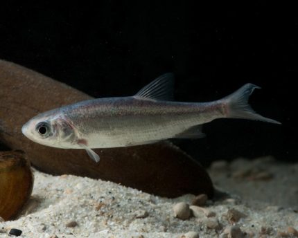 Leuciscus idus orfus blue - kék jászkeszeg kerti tavi hal 12-15 cm