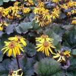 Ligularia dentata 'Twilight' (Kínai hamuvirág)