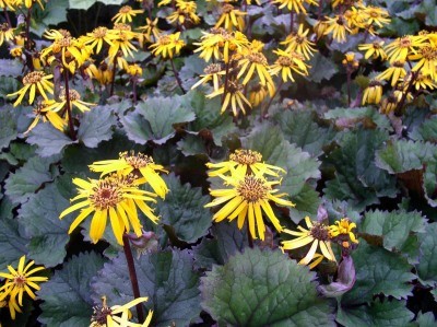 Ligularia dentata 'Twilight' (Kínai hamuvirág)