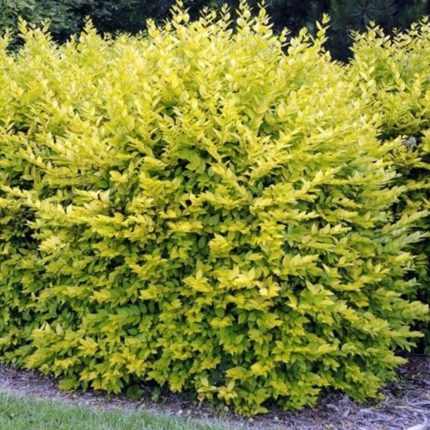 Ligustrum ovalifolium 'Aureum' - Sárga-tarka levelű fagyal