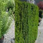 Ligustrum ovalifolium 'Nünü' - Törpe télizöld fagyal