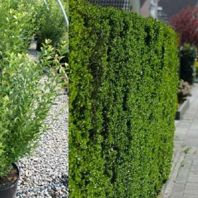 Ligustrum ovalifolium 'Nünü' - Törpe télizöld fagyal