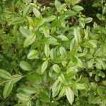 Ligustrum vulgare - Lombhullató fagyal