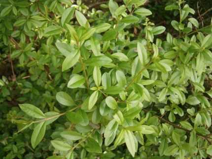 Ligustrum vulgare - Lombhullató fagyal