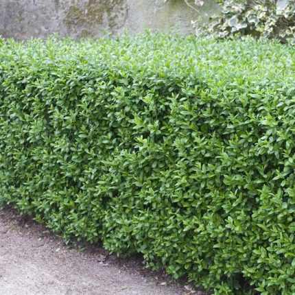 Ligustrum vulgare 'Atrovirens' -