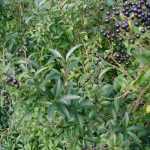 Ligustrum vulgare 'Lodense' - Törpe fagyal