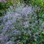 Limonium latifolium (Széleslevelű sóvirág)