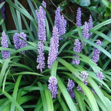 Liriope muscari  (Gyöngyikés gyeplilom)