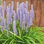 Liriope muscari 'Ingwersen' (Gyöngyikés gyepliliom)