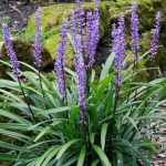 Liriope muscari 'Royal Purple' (Gyöngyikés gyepliliom)
