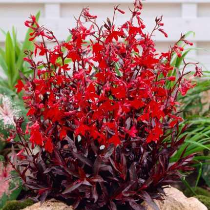 Lobelia fulgens 'Queen Victoria'