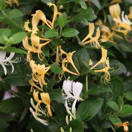 Lonicera  japonica 'Halliana' - Fehér-sárga virágú japán kúszólonc