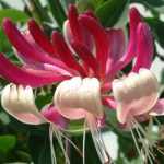 Lonicera  japonica 'Red World' - Fehér-rózsaszín virágú japán kúszólonc