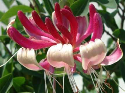 Lonicera  japonica 'Red World' - Fehér-rózsaszín virágú japán kúszólonc