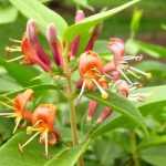 Lonicera henryi - Borostáslevelű kúszólonc