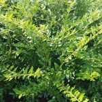 Lonicera nitida 'Elegant' - Talajtakaró lonc