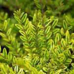 Lonicera nitida 'Lemon Beauty' - Sárga-tarka talajtakaró lonc