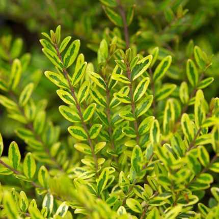 Lonicera nitida 'Lemon Beauty' - Sárga-tarka talajtakaró lonc