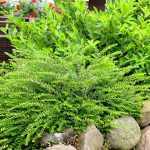 Lonicera nitida 'Maigrün' - Talajtakaró lonc