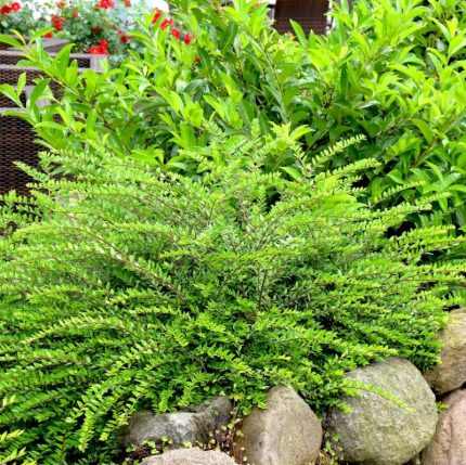 Lonicera nitida 'Maigrün' - Talajtakaró lonc