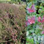 Lonicera nitida 'Red Tips' - Vörös hajtásvégű talajtakaró lonc